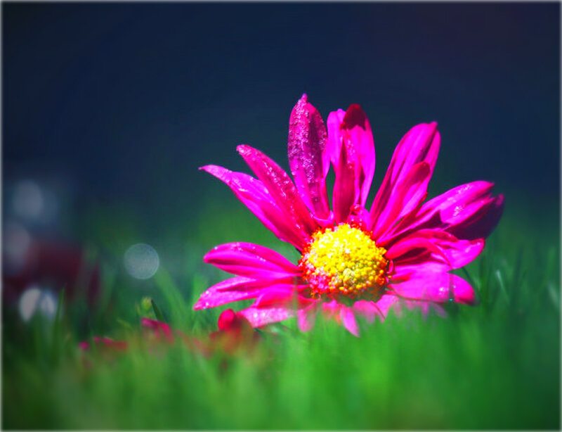 Pink Daisy in Grass — Serene