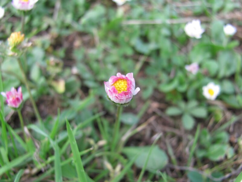 Pink daisy in grass