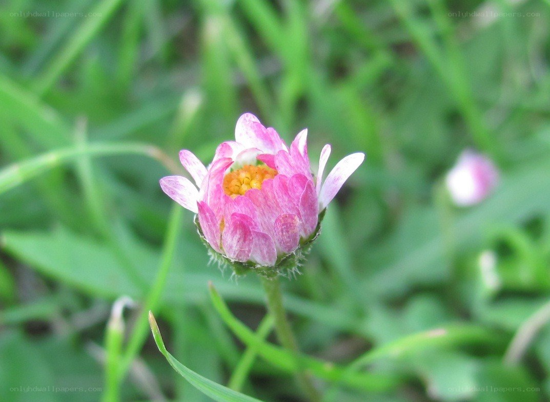 pink daisy in green grass