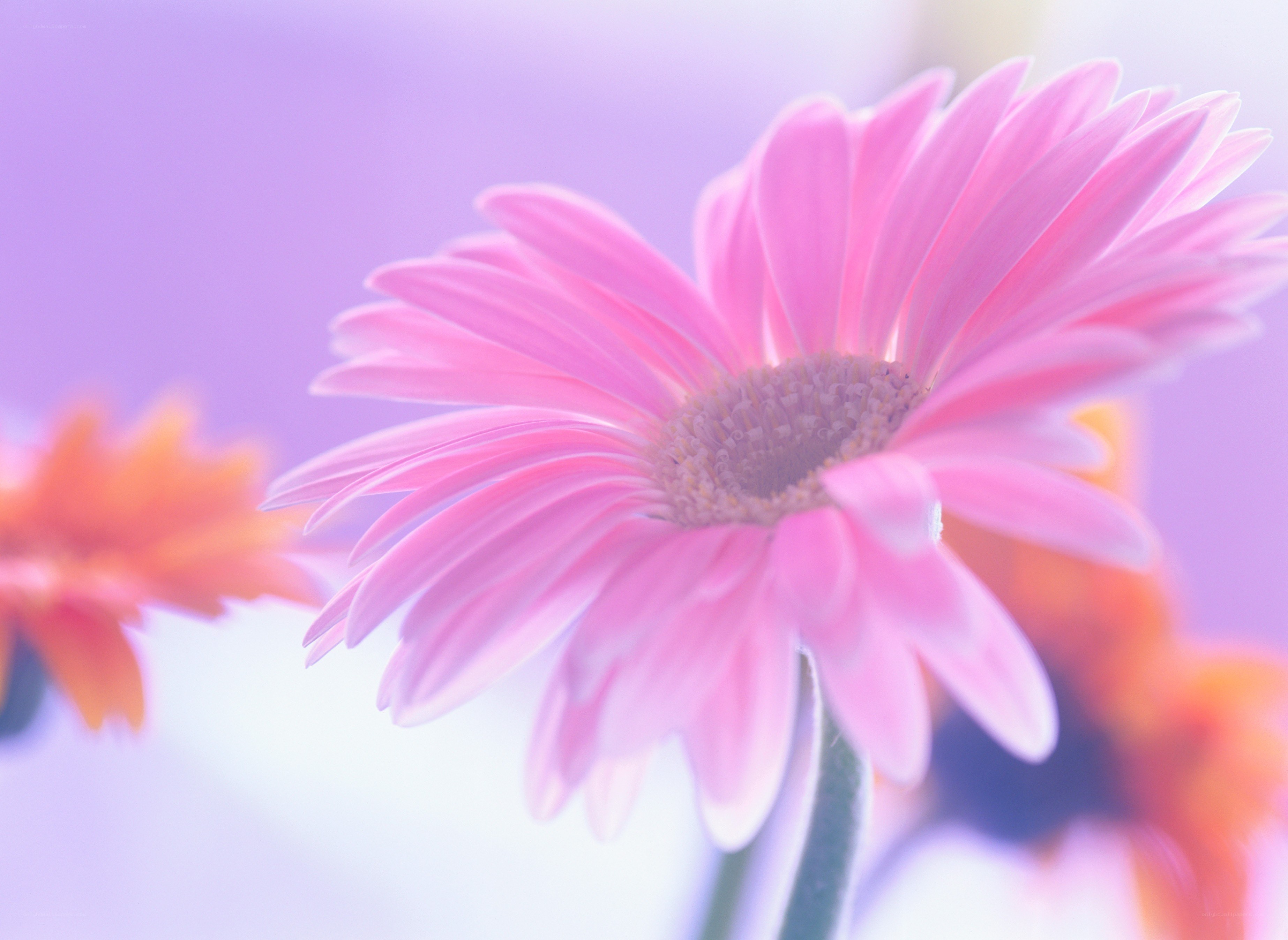 Pink daisy in soft focus