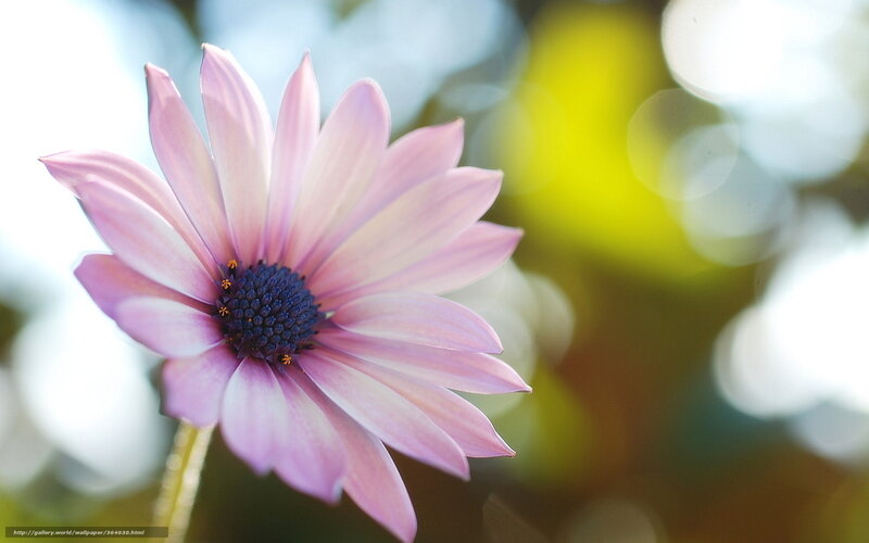 Pink daisy in soft focus