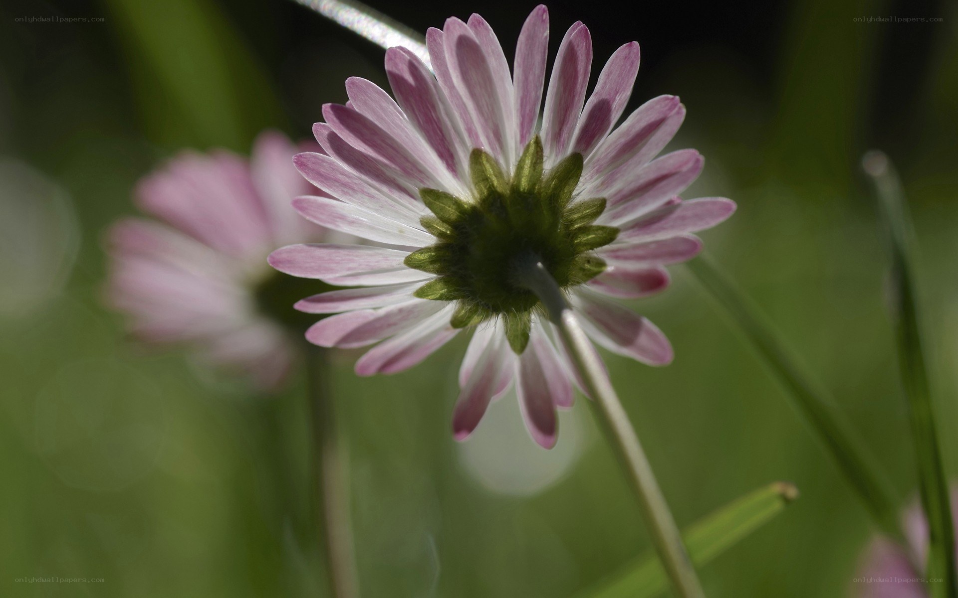 Pink daisy in sunlight