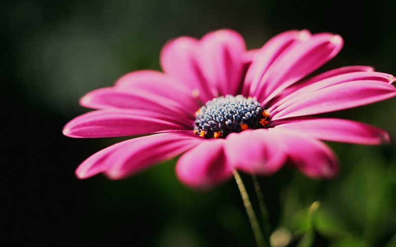 Pink daisy in sunlight