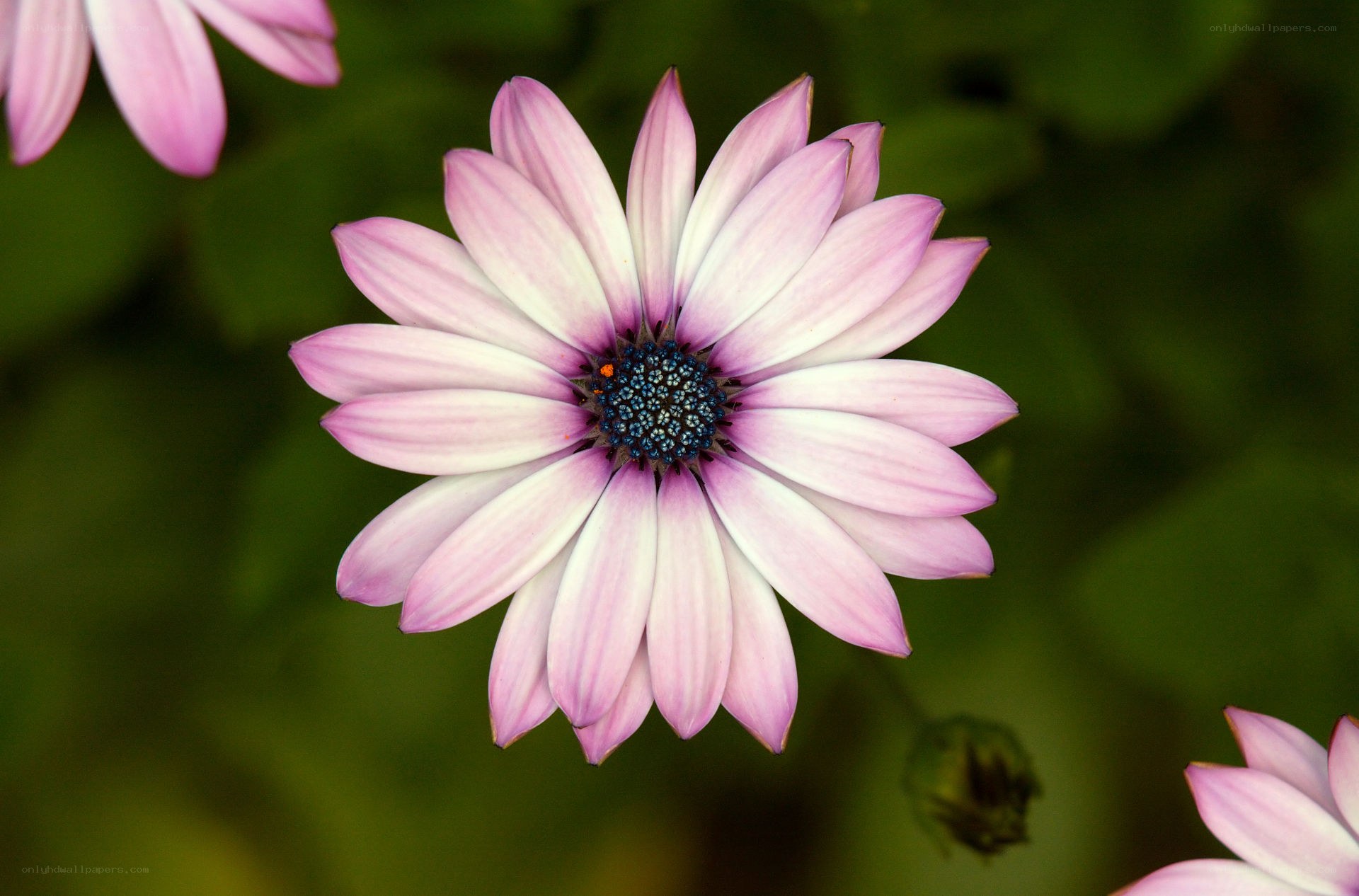 Pink daisy-like flower