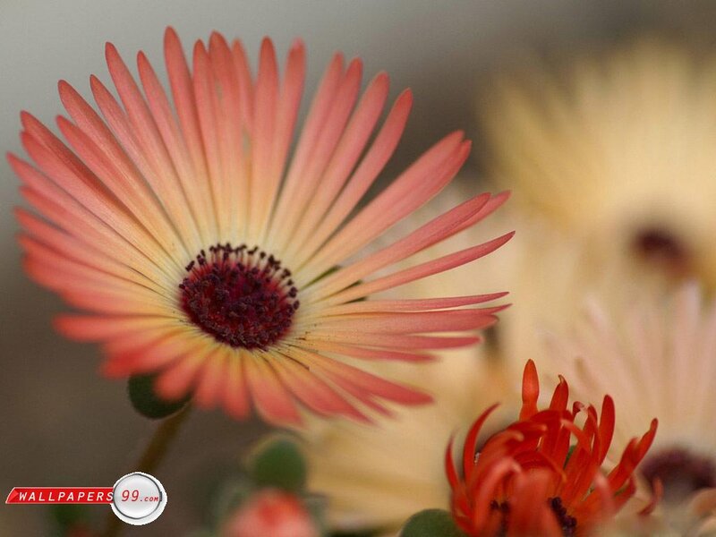 Pink Daisy-like Flower — Calm