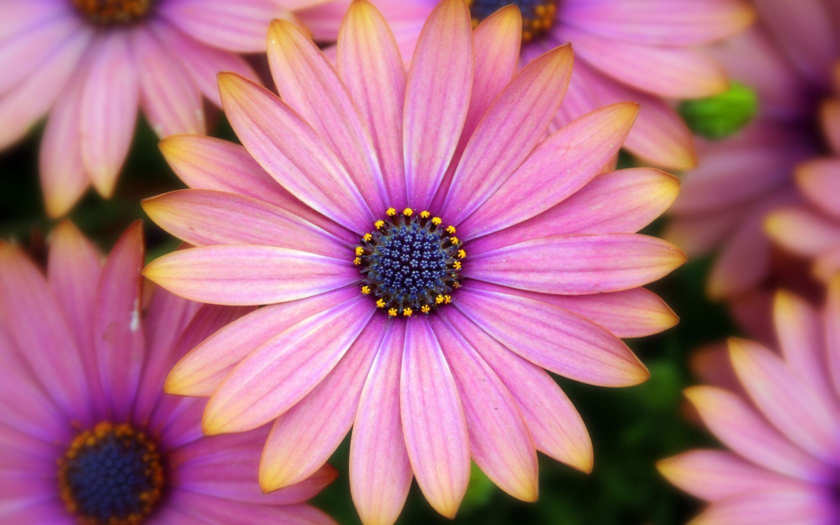 Pink daisy-like flowers