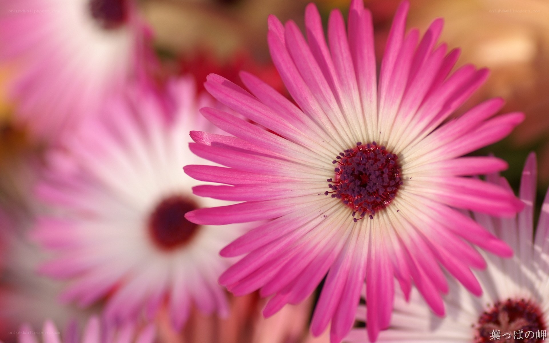 Pink daisy-like flowers