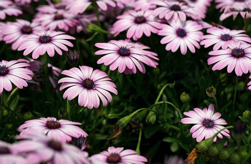 Pink Daisy-like Flowers — Calm, Afternoon, Photograph, Green Leaves