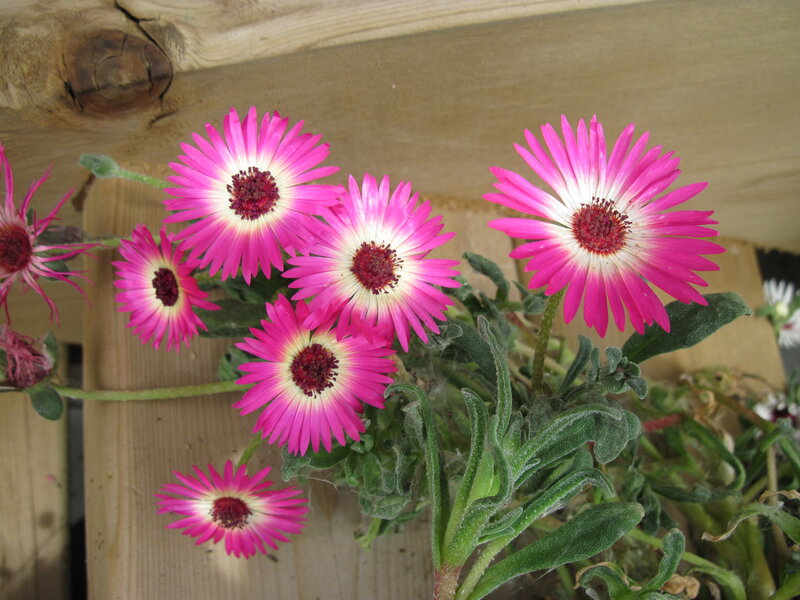 Pink Daisy-like Flowers — Calm, Afternoon