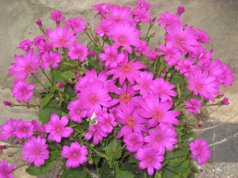 Pink Daisy-like Flowers — Calm, Photograph