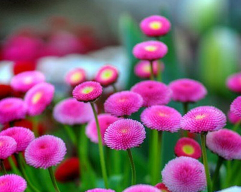 Pink Daisy-like Flowers — Calm, Spring, Photograph