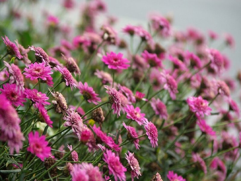 Pink Daisy-like Flowers — Calm, Spring