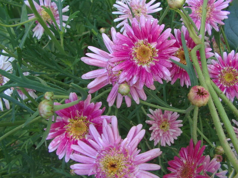 Pink Daisy-like Flowers — Calm