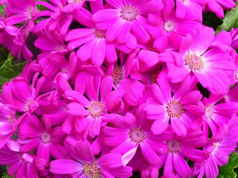 Pink Daisy-like Flowers — Magenta