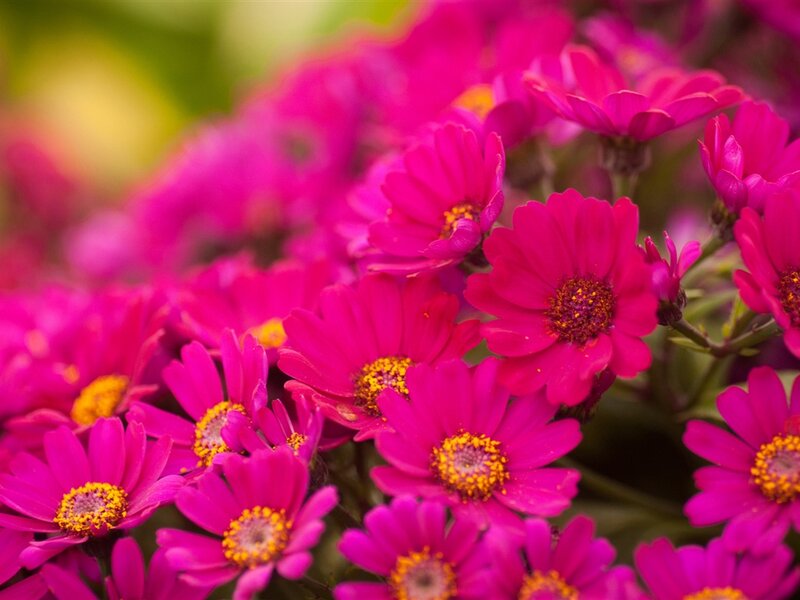 Pink Daisy-like Flowers — Magenta, Vibrant, Spring