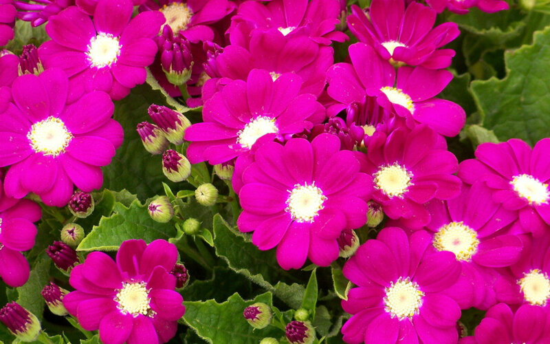 Pink Daisy-like Flowers — Magenta, Vibrant