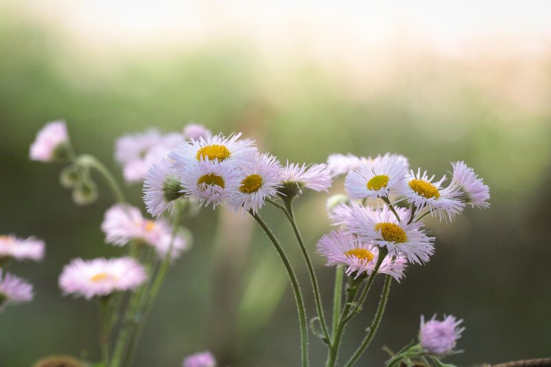 Pink Daisy-like Flowers — Serene