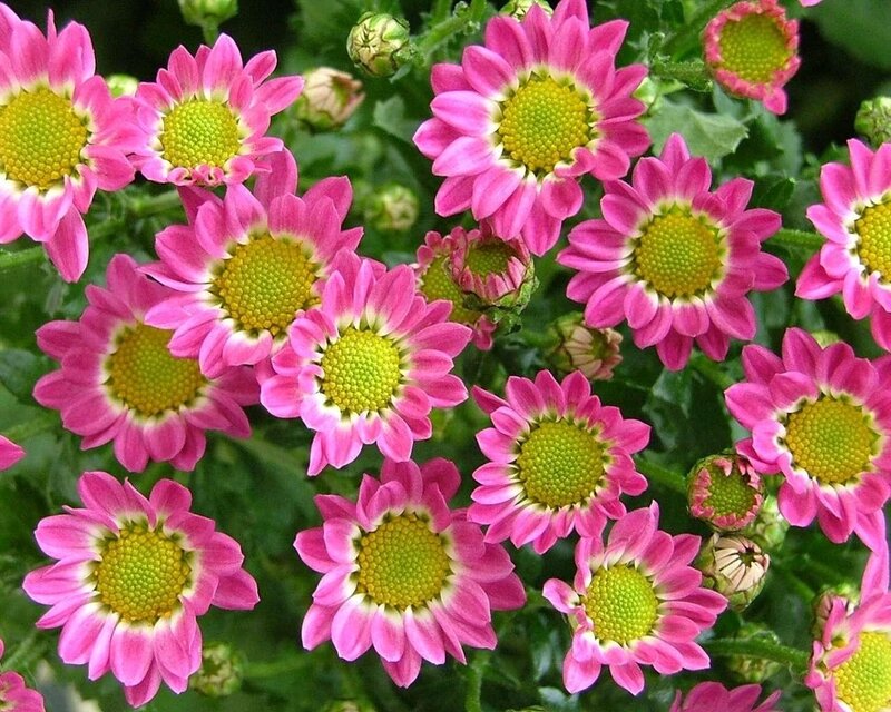 Pink daisy-like flowers