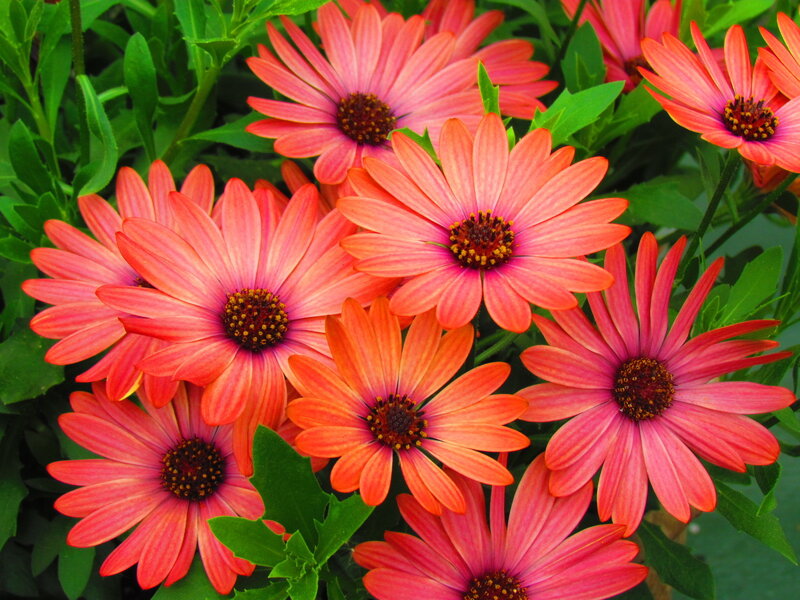 Pink Daisy-like Flowers — Vibrant, Afternoon