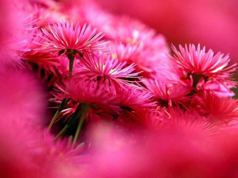 Pink Daisy-like Flowers — Vibrant, Photograph