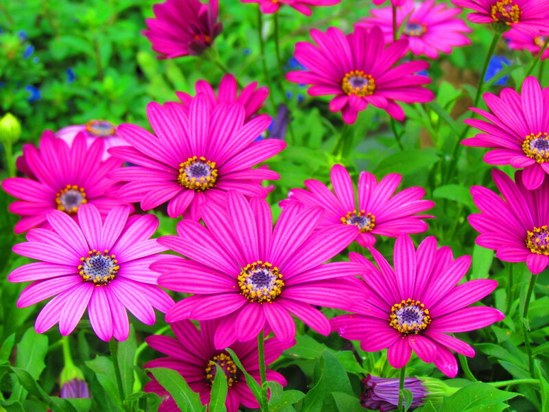 Pink Daisy-like Flowers — Vibrant, Summer