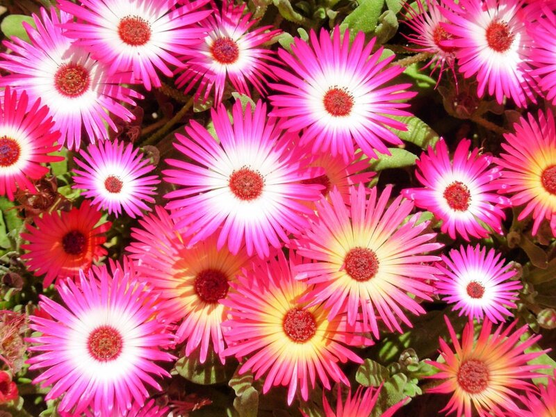 Pink Daisy-like Flowers — Vibrant