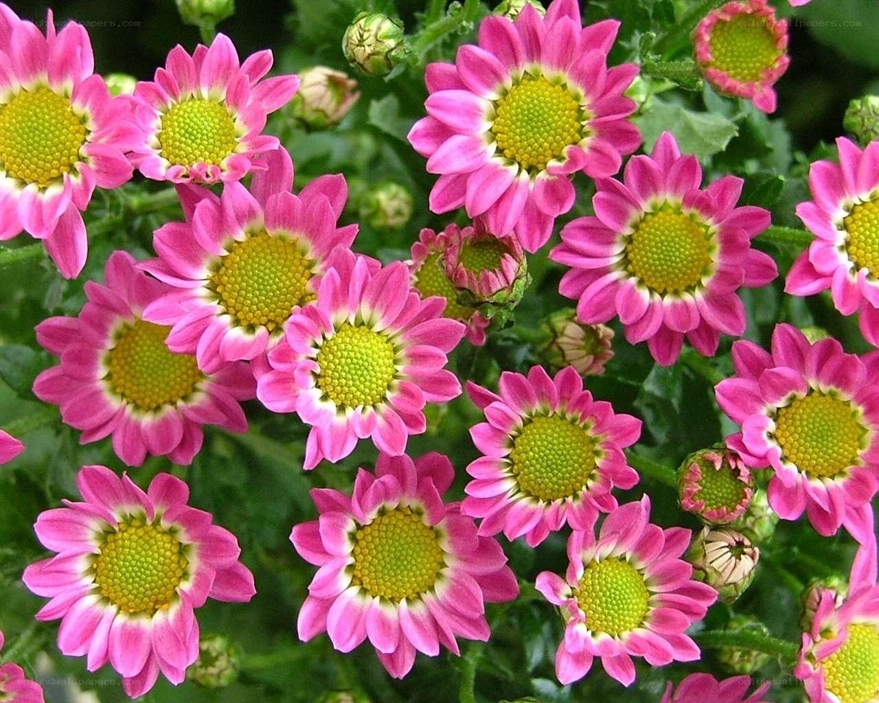 Pink daisy-like flowers