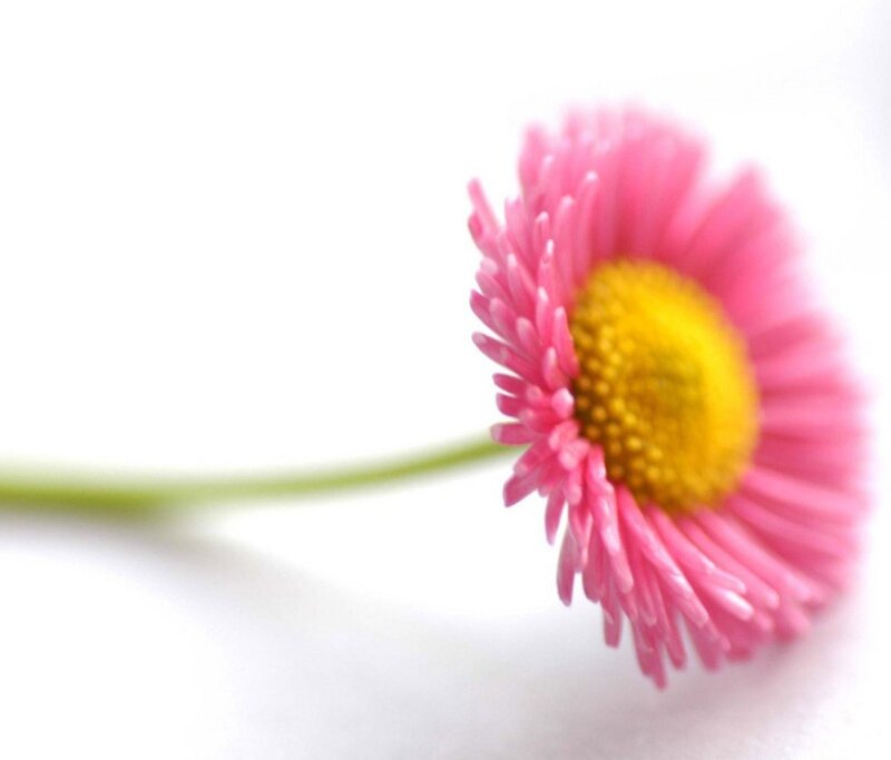 Pink daisy on white background