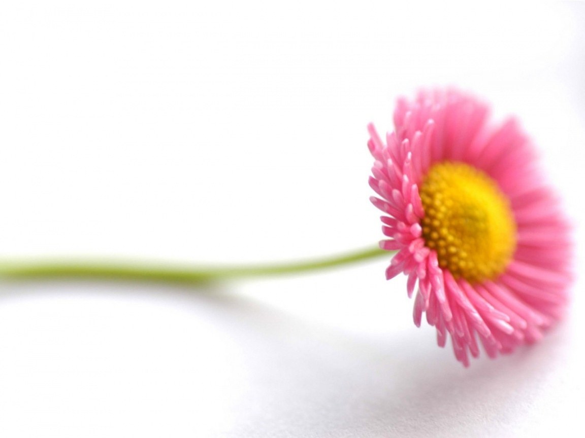 pink daisy on white background