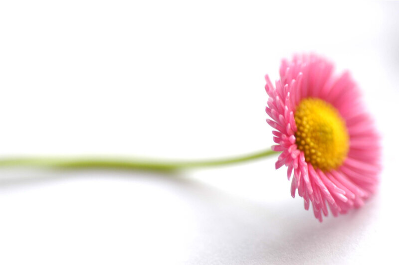pink daisy on white background