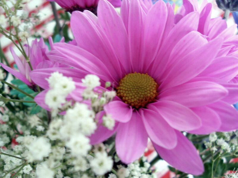Pink daisy with baby's breath