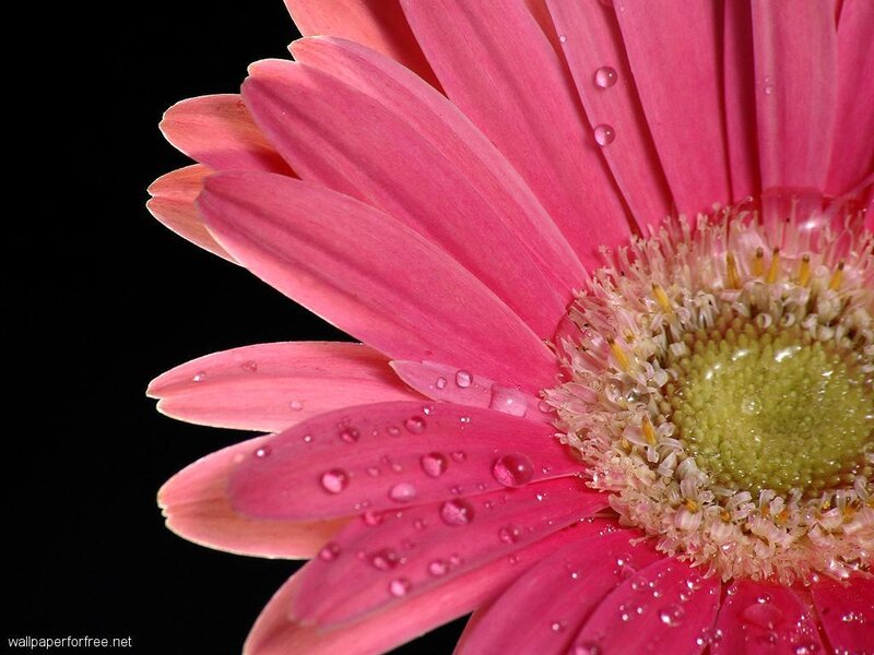 Pink daisy with water droplets