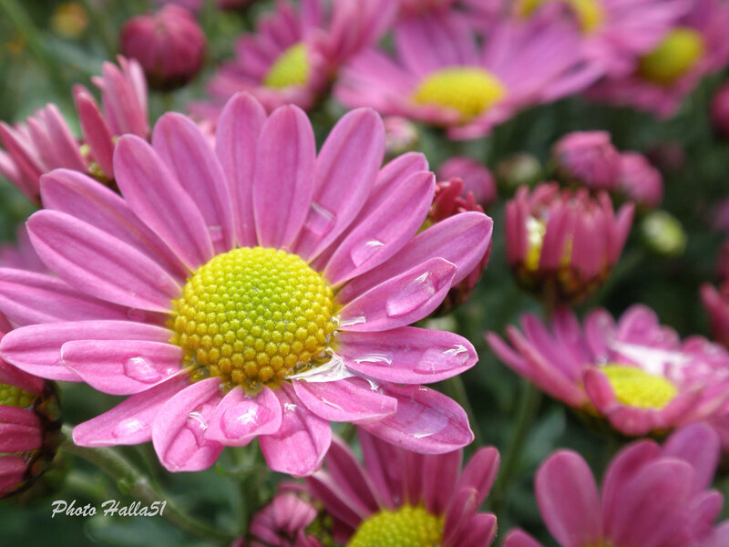 Pink Daisy with Water Droplets — Calm