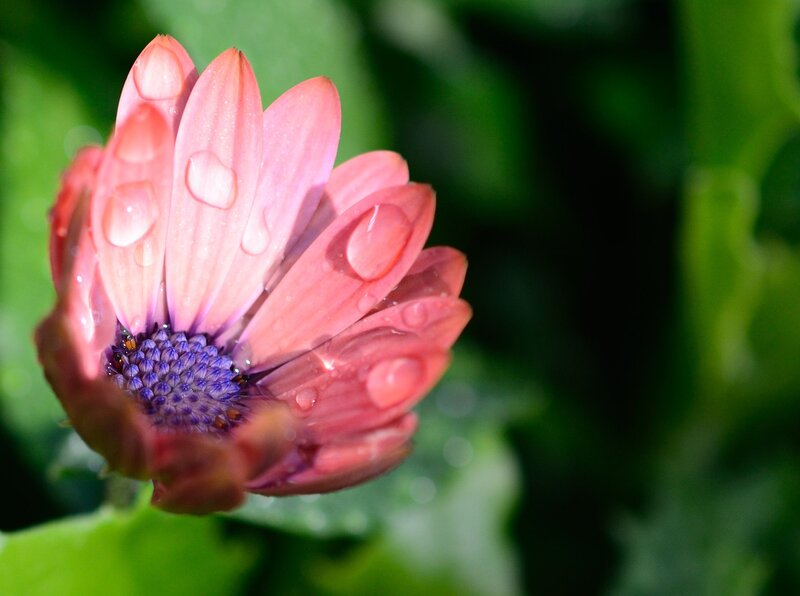 Pink Daisy with Water Droplets — Serene