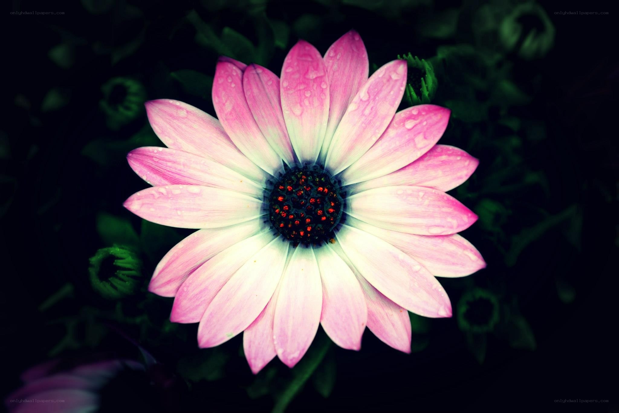pink daisy with water droplets
