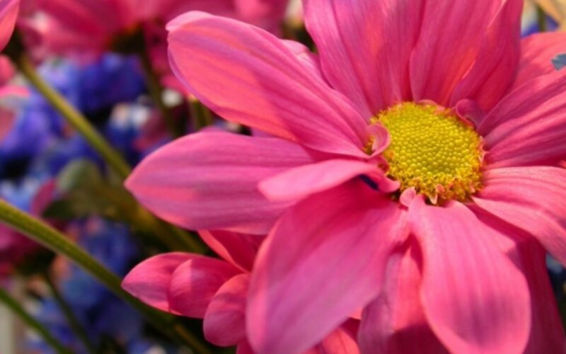 Pink daisy with yellow center