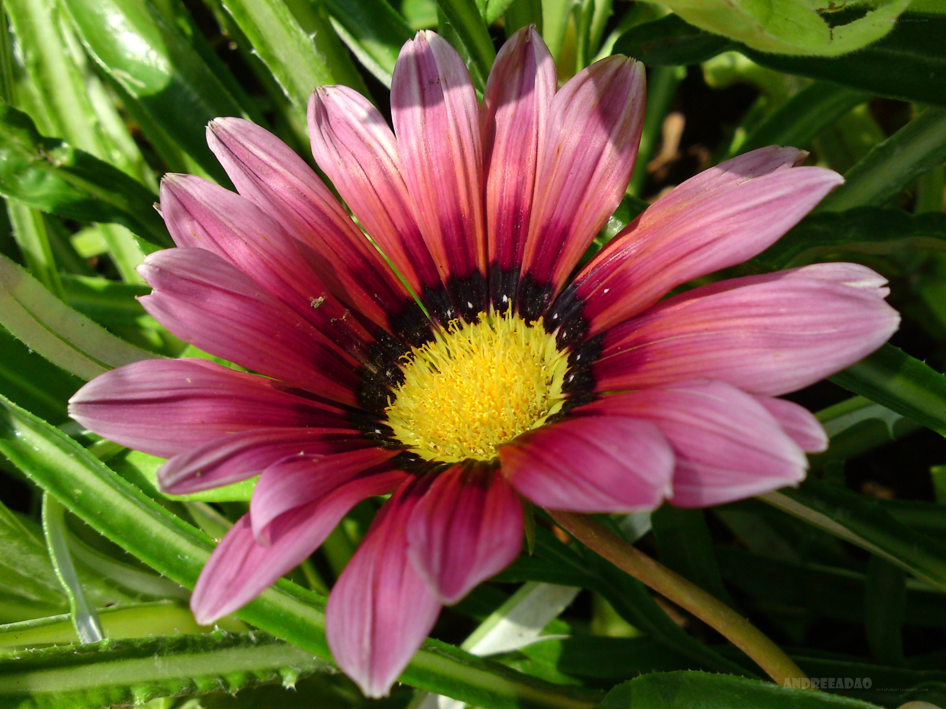 Pink daisy with yellow center