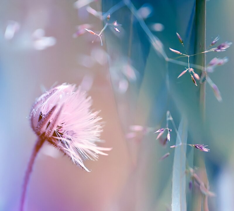 Pink Dandelion Seed Head — Serene