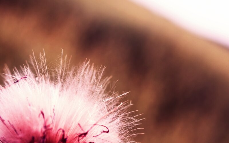 pink dandelion seed head