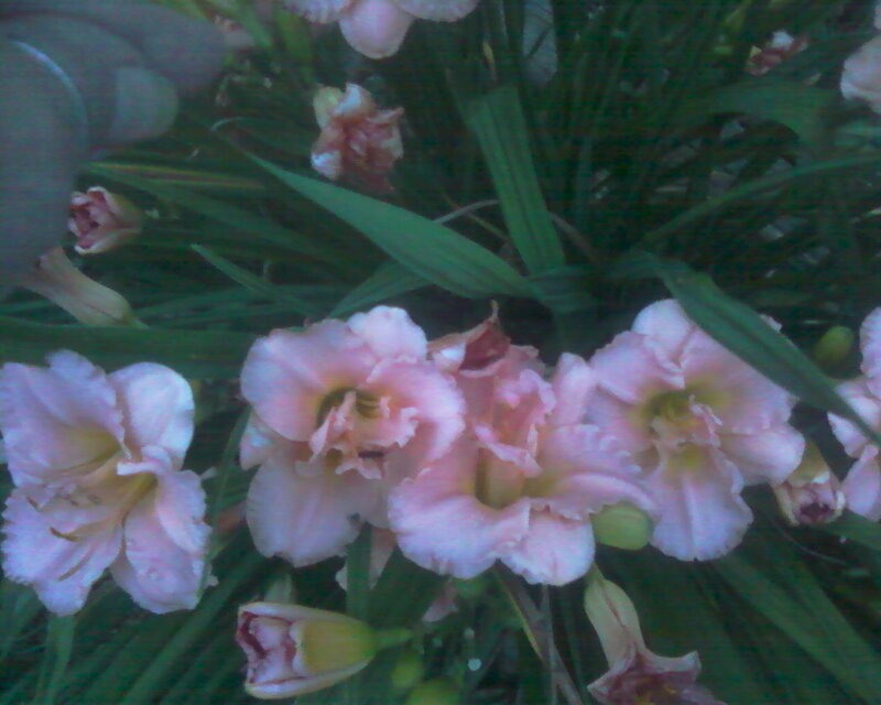 Pink Daylilies in Bloom — Natural