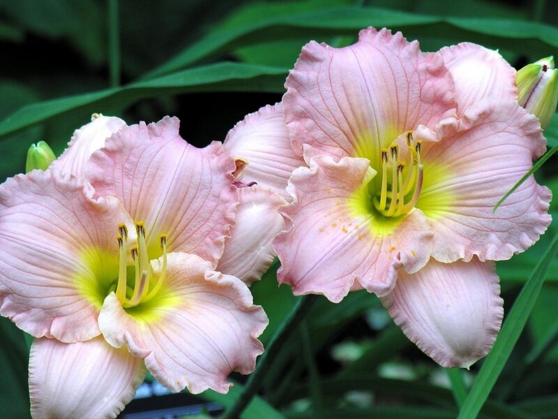 Pink Daylilies in Bloom — Serene, Summer