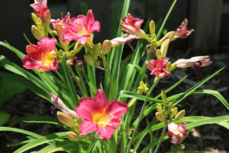 Pink Daylilies in Bloom — Serene