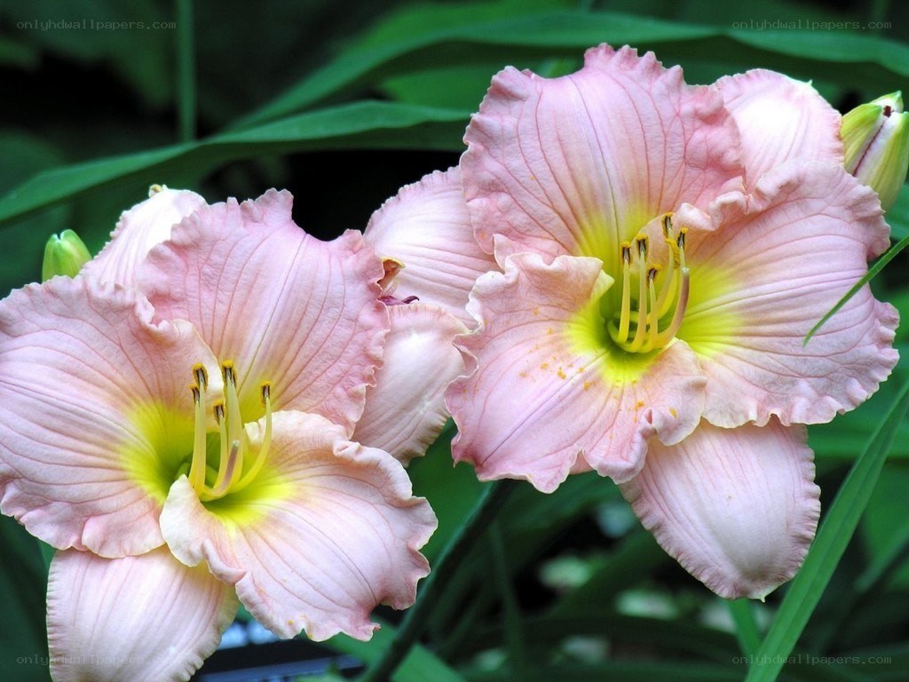 pink daylilies in bloom