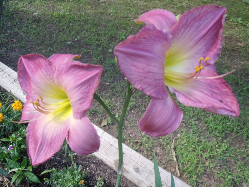 Pink Daylilies in Garden — Purple