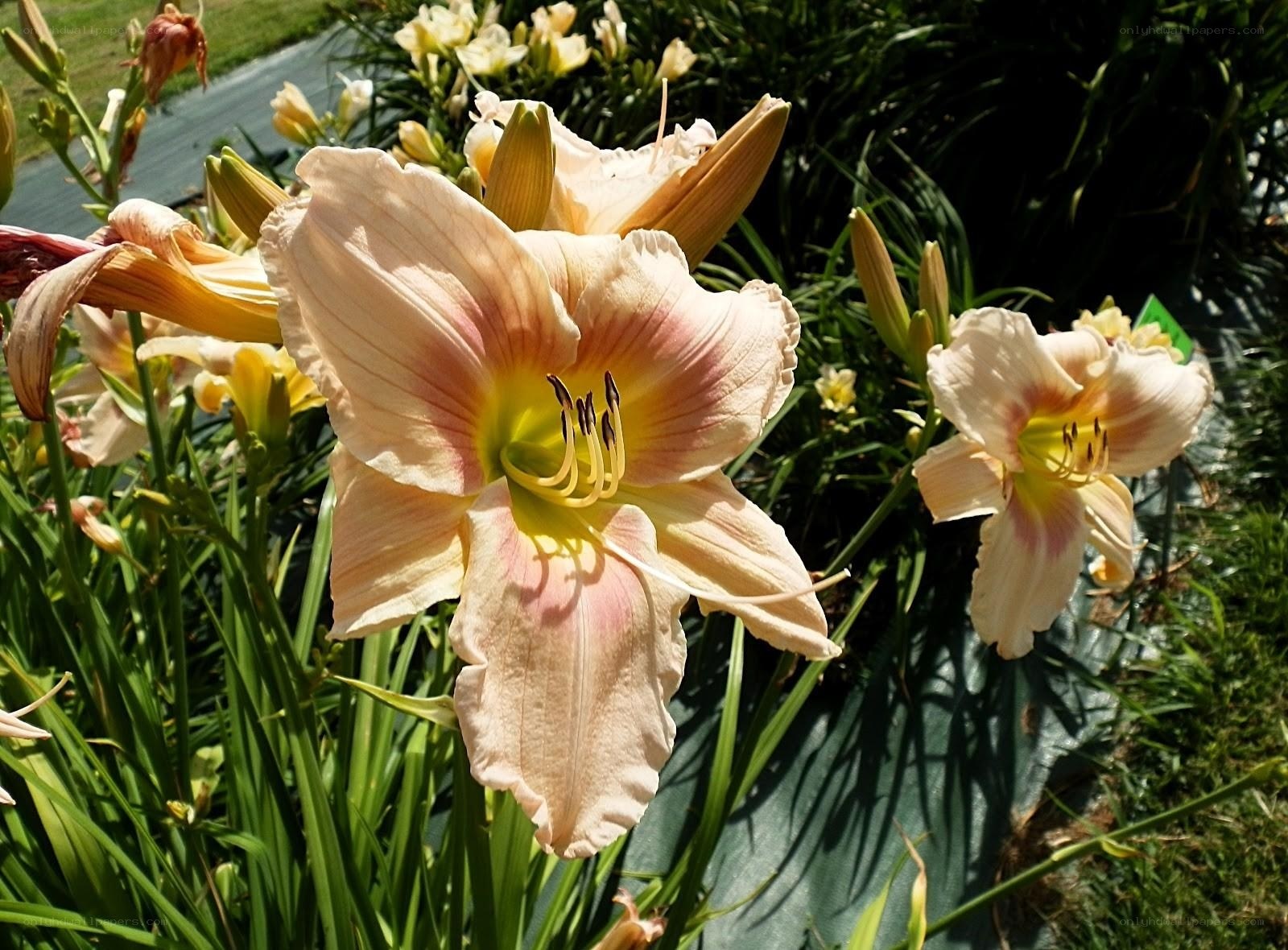 Pink daylilies in garden