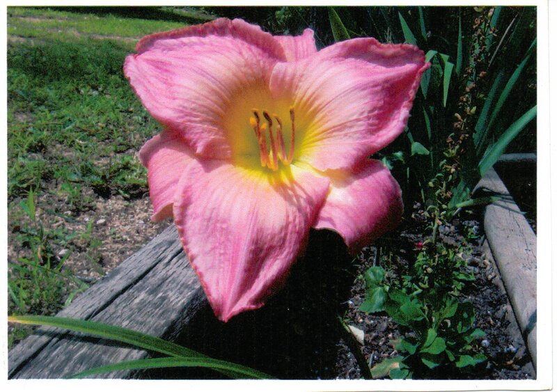 Pink Daylily Flower — Calm, Afternoon