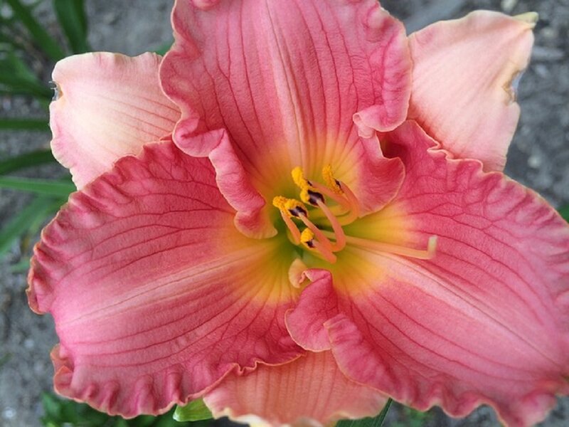 Pink Daylily Flower — Calm, Summer