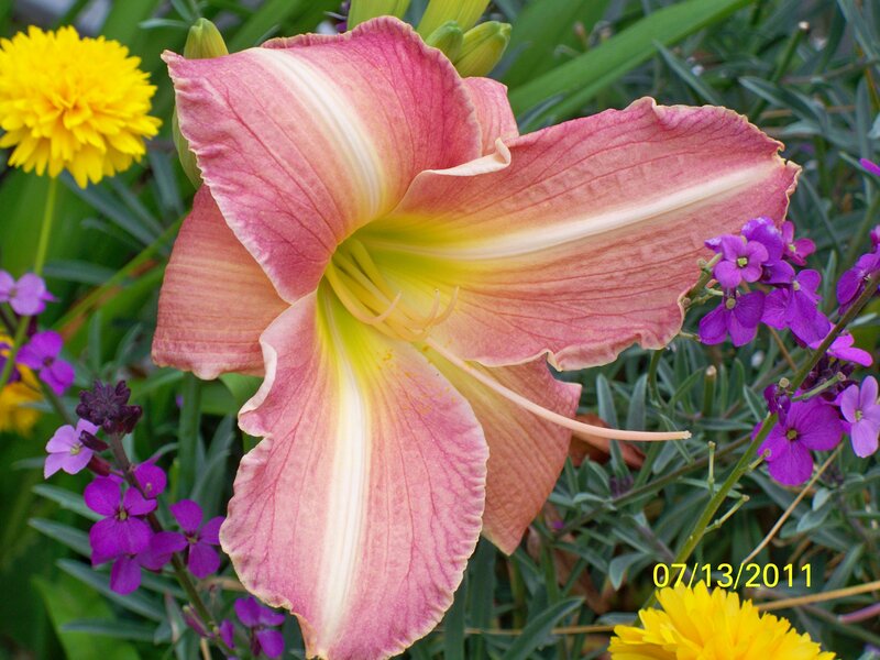 Pink Daylily Flower — Calm