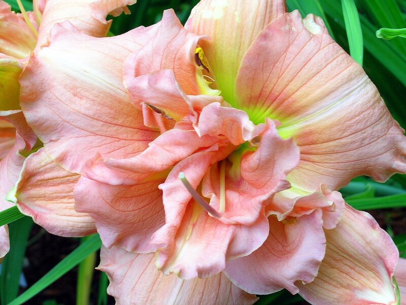 Pink daylily flower close-up