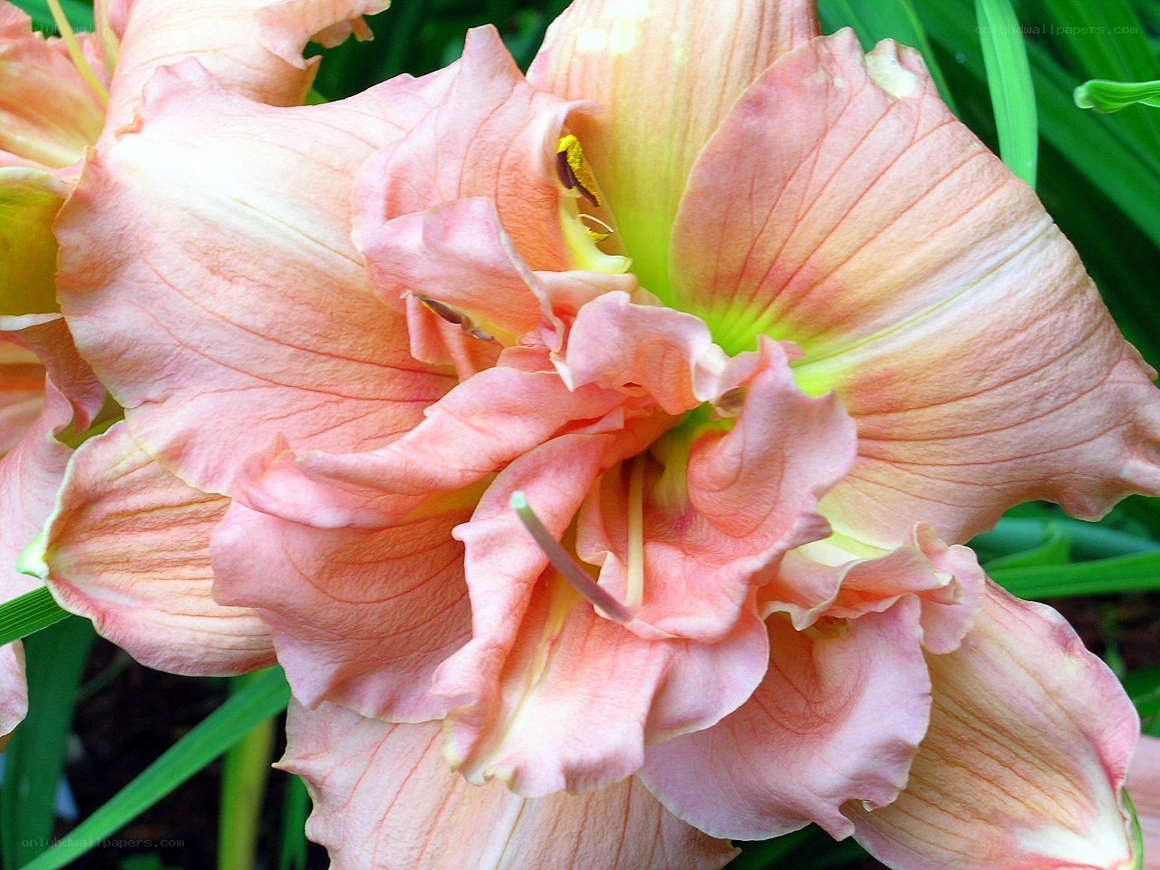 Pink daylily flower close-up